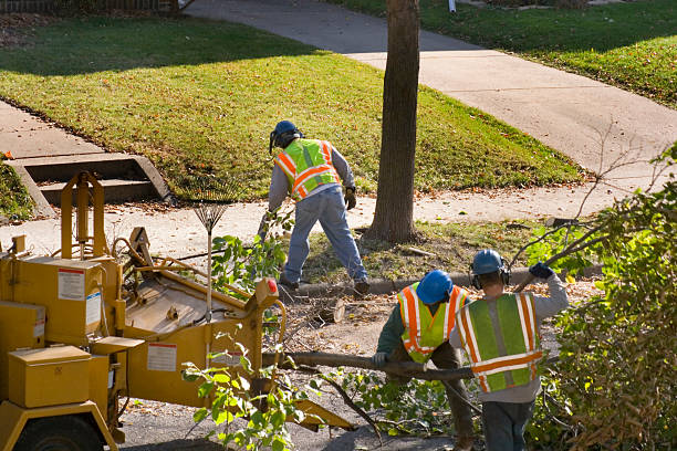 Cedar City, UT Tree Removal and Landscaping Services Company